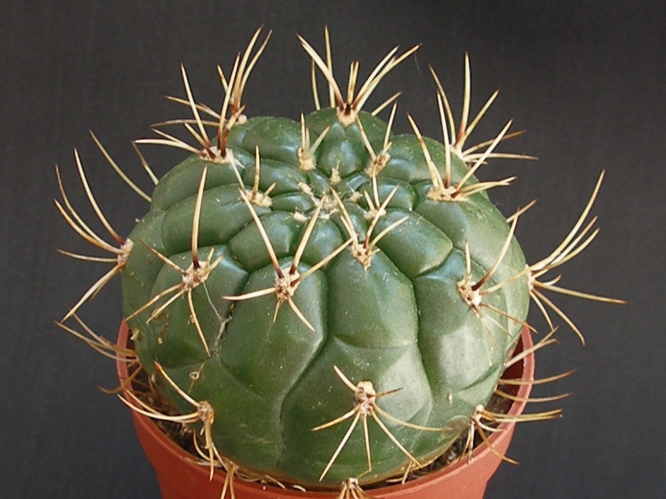 Matucana aureiflora