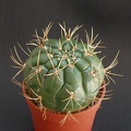 Matucana aureiflora