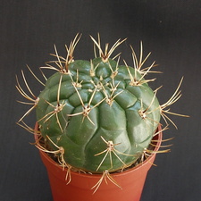 Matucana aureiflora