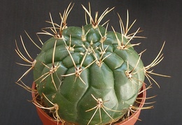 Matucana aureiflora