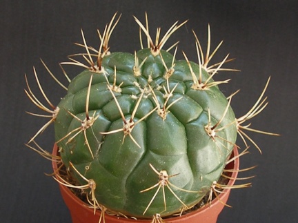 Matucana aureiflora