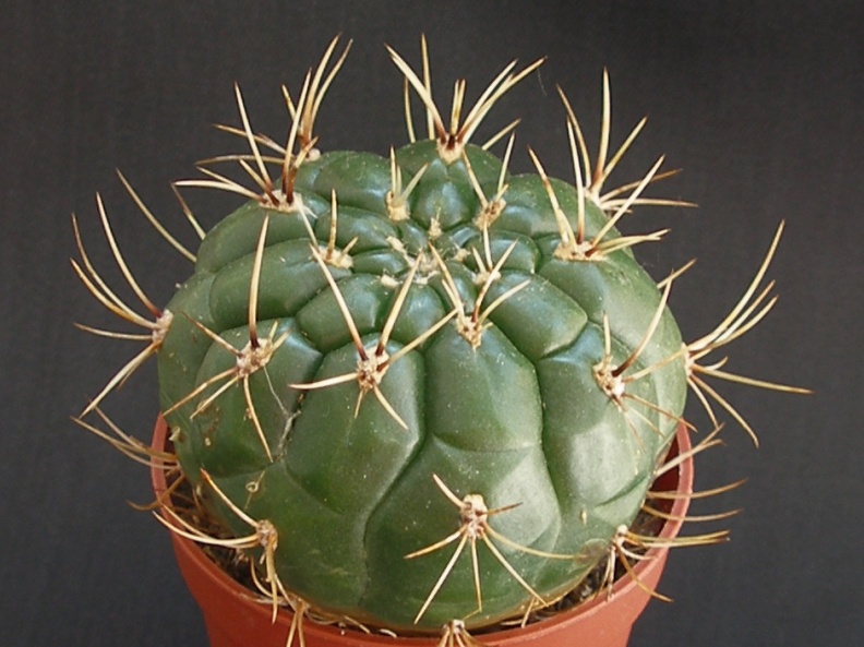 Matucana aureiflora