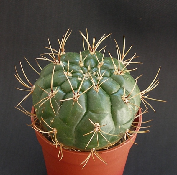 Matucana_aureiflora.JPG