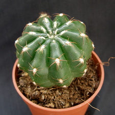 Matucana polzii