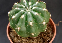 Matucana polzii