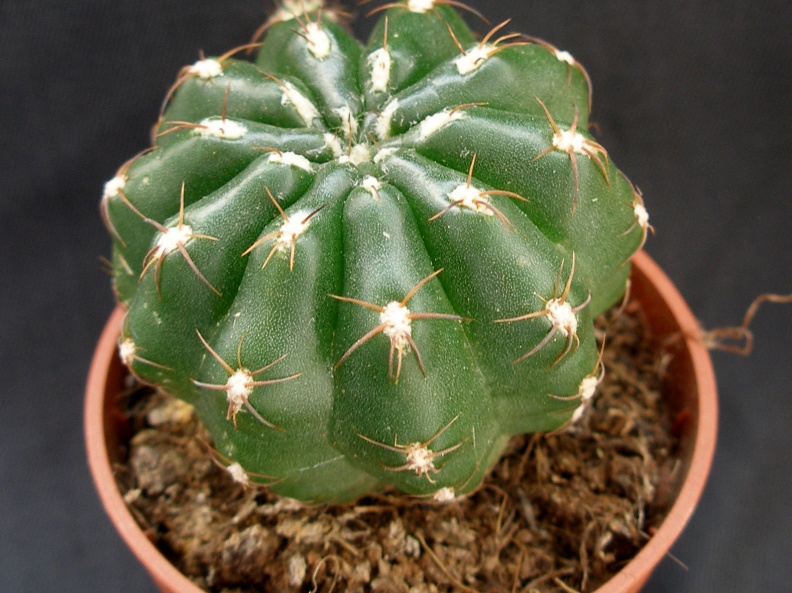 Matucana polzii