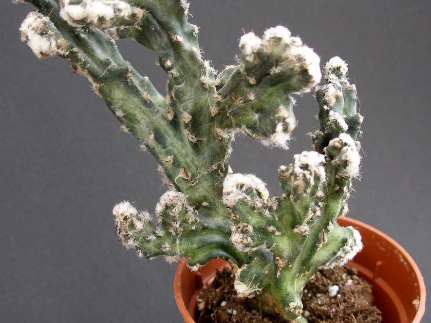 Monvillea spegazzinii f  cristata 