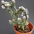 Monvillea spegazzinii f  cristata 