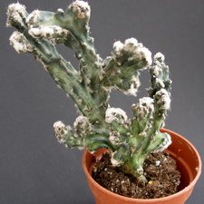 Monvillea spegazzinii f  cristata 