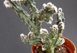 Monvillea spegazzinii f  cristata 