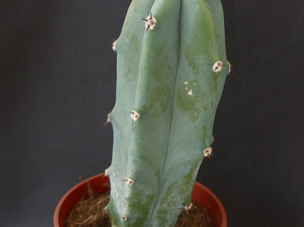Myrtillocactus geometrizans