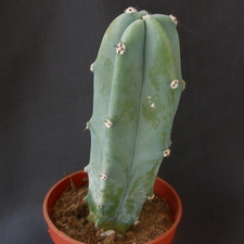 Myrtillocactus geometrizans