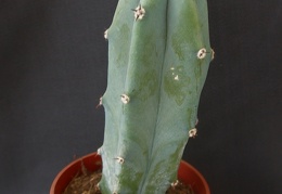 Myrtillocactus geometrizans