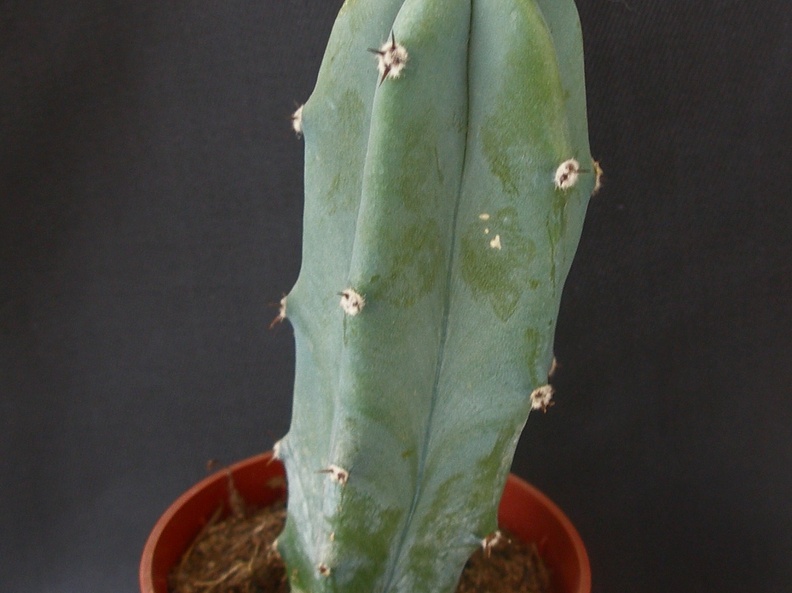 Myrtillocactus geometrizans