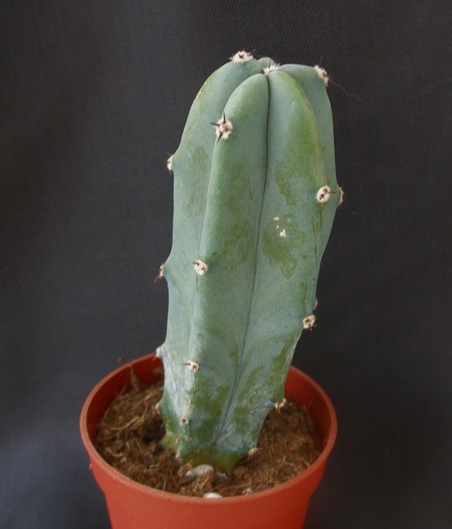 Myrtillocactus_geometrizans.JPG