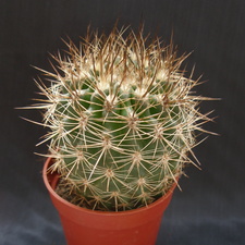 Neoporteria curvispina