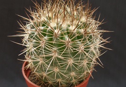 Neoporteria curvispina