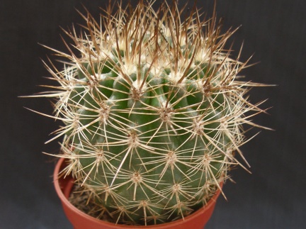 Neoporteria curvispina