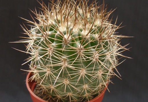 Neoporteria curvispina