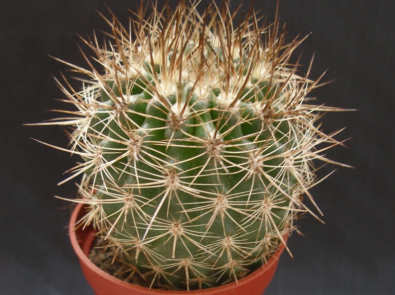 Neoporteria curvispina