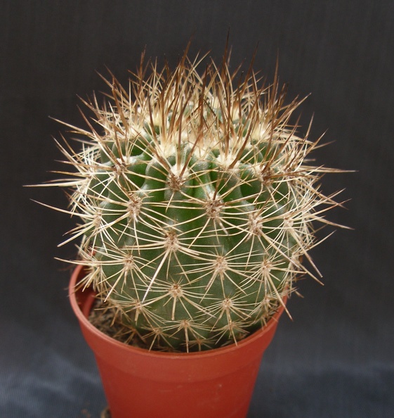 Neoporteria_curvispina.JPG