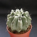 Neoporteria paucicostata