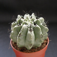 Neoporteria paucicostata
