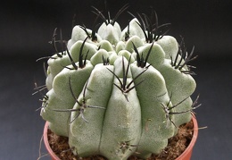 Neoporteria paucicostata