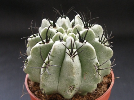 Neoporteria paucicostata