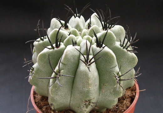Neoporteria paucicostata