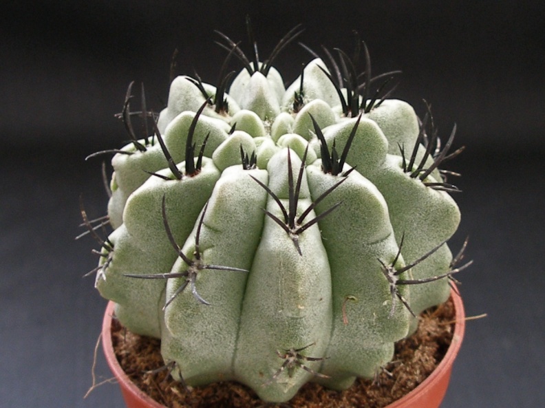 Neoporteria paucicostata