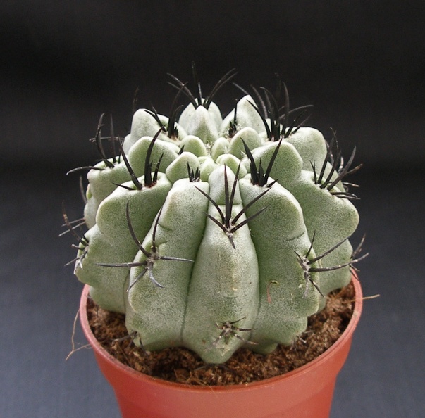 Neoporteria_paucicostata.JPG