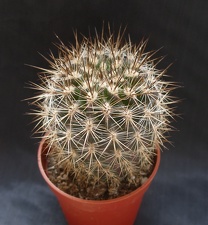 Neoporteria polyraphis 