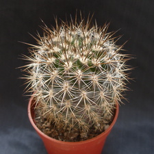 Neoporteria polyraphis 