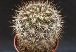 Neoporteria polyraphis 