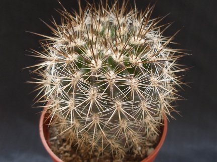 Neoporteria polyraphis 