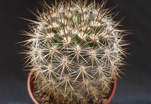 Neoporteria polyraphis 