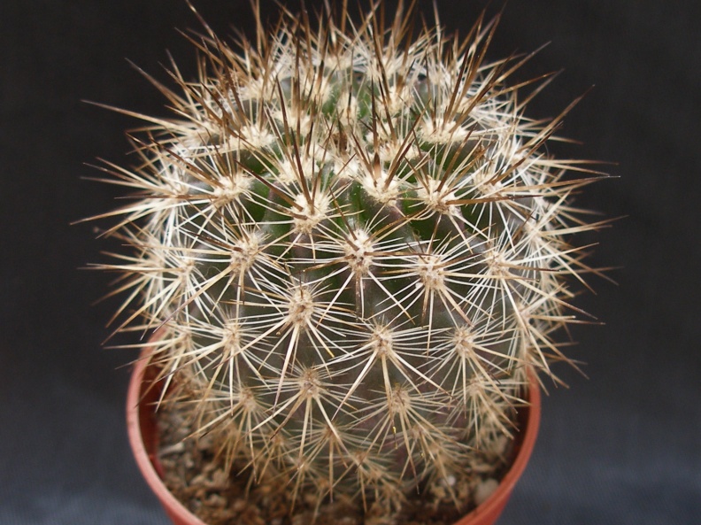 Neoporteria polyraphis 