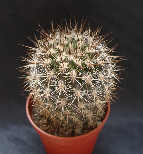 Neoporteria_polyraphis_.JPG