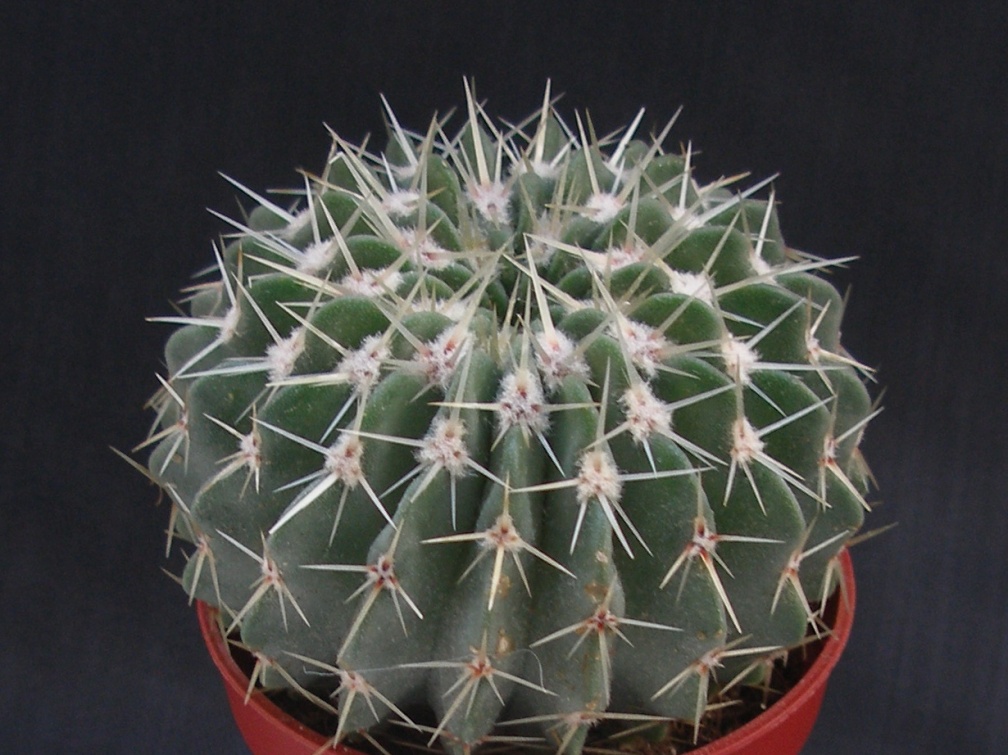 Notocactus buiningii