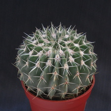 Notocactus buiningii