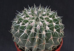 Notocactus buiningii