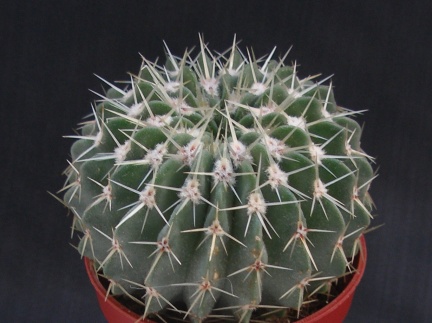 Notocactus buiningii