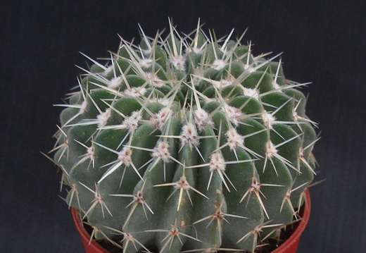 Notocactus buiningii