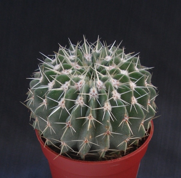 Notocactus_buiningii.JPG