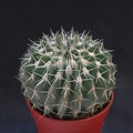 Notocactus_buiningii.JPG