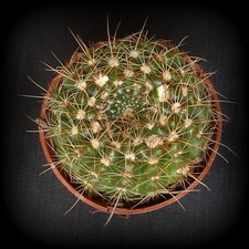 Notocactus concinnus 