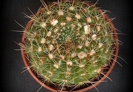 Notocactus concinnus 