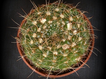 Notocactus concinnus 