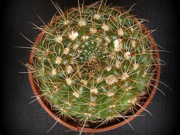 Notocactus concinnus 